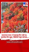 साताऱ्यात फक्त 1 मे महाराष्ट्र दिन नाही तर, गुलमोहर दिन सुद्धा, व्हिडीओ पाहून म्हणाल....