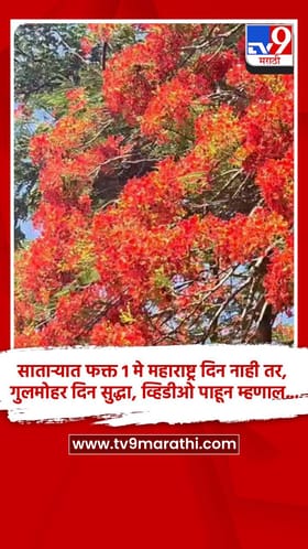 साताऱ्यात फक्त 1 मे महाराष्ट्र दिन नाही तर, गुलमोहर दिन सुद्धा, व्हिडीओ पाहून म्हणाल...