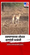 नाशिकमध्ये अन्नपाण्याच्या शोधात हरणांची भटकंती.