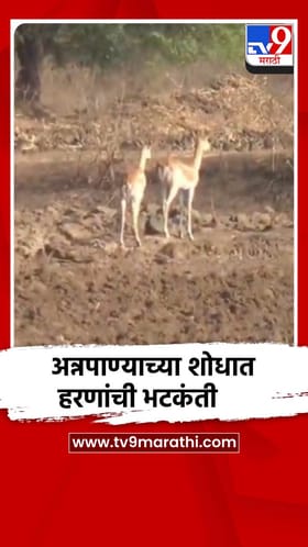 नाशिकमध्ये अन्नपाण्याच्या शोधात हरणांची भटकंती