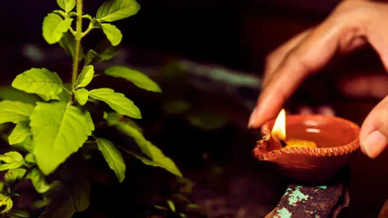अंधार पडण्यापूर्वी किंवा नंतर शक्यतो सूर्यास्त होताच तुळशीजवळ दिवा लावावा. रात्री उशिरा ९ वाजेनंतर तुळशीजवळ दिवा लावणे टाळावे. संध्याकाळी तुळशीजवळ दिवा लावताना एका गोष्टीची विशेष काळजी घ्या की, या काळात तुळशीच्या रोपाला स्पर्श करू नये.