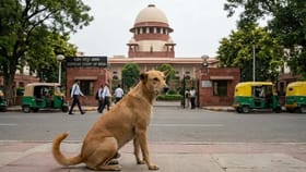 आता गल्लीबोळातील कुत्र्यांचा गेम ओव्हर, कोर्टाचा सर्वात मोठा निर्णय.