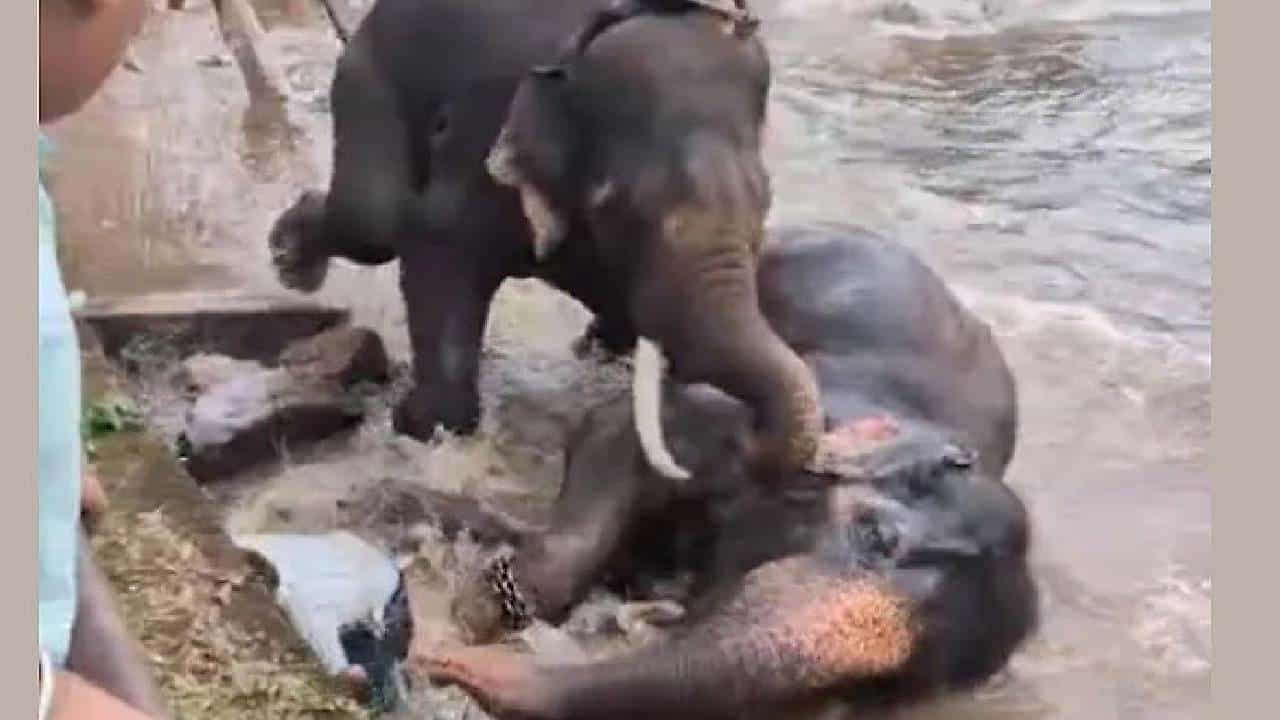 हत्तींची अंघोळ पाहत असताना अचानक... हत्ती थेट महिला पर्यटकाच्या अंगावरच पडला, काटा आणणारं दृश्य.. Video व्हायरल