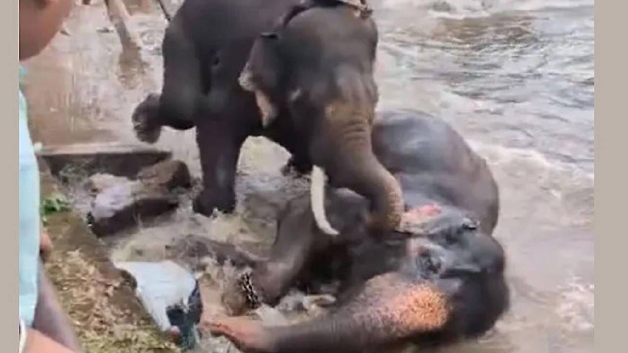 हत्तींची अंघोळ पाहत असताना अचानक... हत्ती थेट महिला पर्यटकाच्या अंगावरच पडला, काटा आणणारं दृश्य.. Video व्हायरल हत्तींची अंघोळ पाहत असताना अचानक... हत्ती थेट महिला पर्यटकाच्या अंगावरच पडला, काटा आणणारं दृश्य.. Video व्हायरल