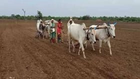 शेतकऱ्यांसाठी मोठी बातमी... पेरणीची घाई करू नका... नाही तर....