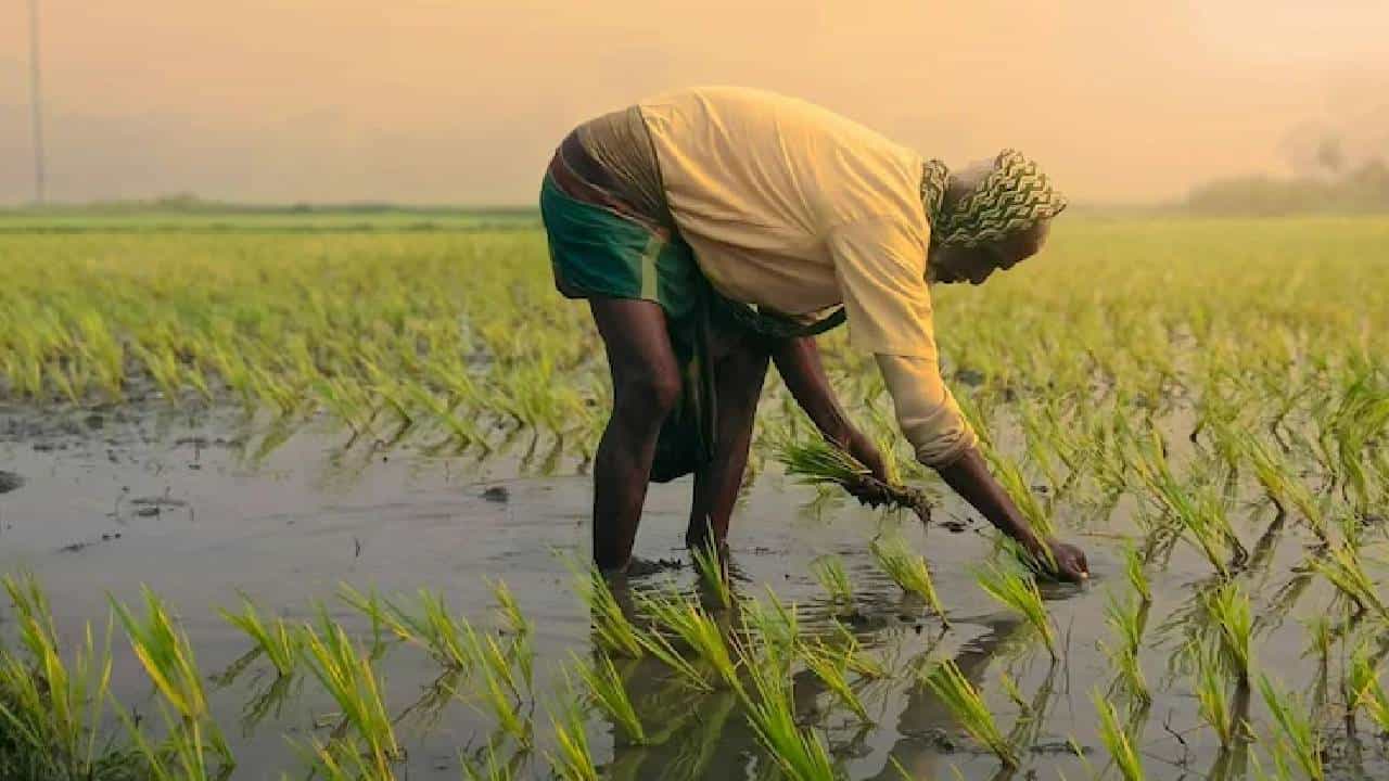 शेतकऱ्यांसाठी मोठी बातमी... पेरणीची घाई करू नका... नाही तर... जिल्हाधिकाऱ्याचा मोठा इशारा काय?