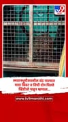 स्मशानभूमीजवळील बंद नाल्यात मादा बिबट व तिची दोन पिल्ले, व्हिडीओ पाहून म्हणाल....