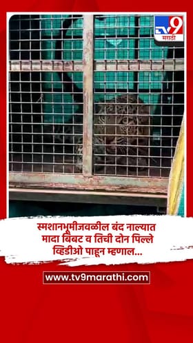 स्मशानभूमीजवळील बंद नाल्यात मादा बिबट व तिची दोन पिल्ले, व्हिडीओ पाहून म्हणाल...