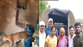 65 वर्षीय गंगुबाईची कमाल, बिबट्याला थेट घरातच कोंडलं, त्यानंतर तर....