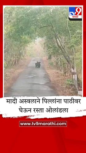 भररस्त्यात दिसले मादी अस्वलाचे मातृप्रेम, व्हिडीओ व्हायरल