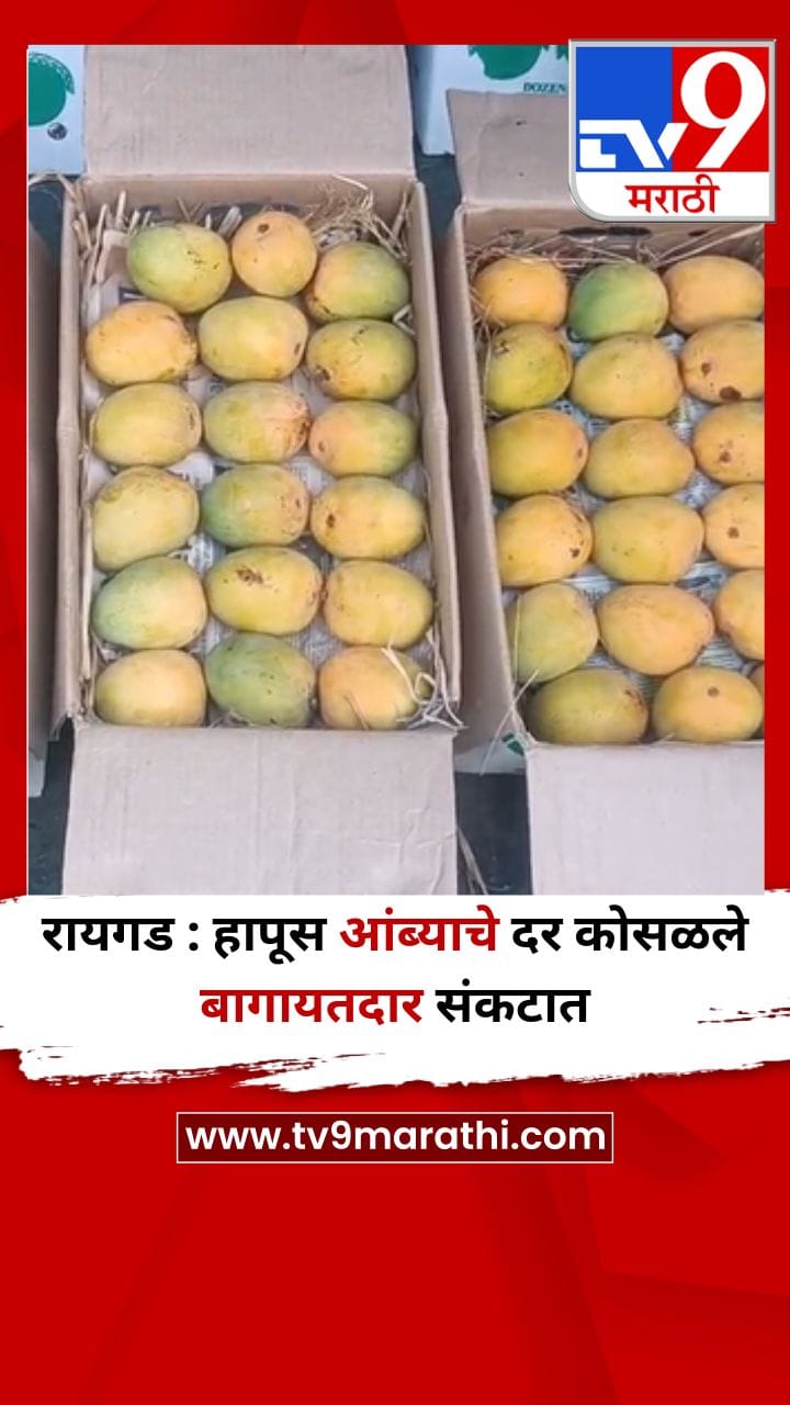रायगड : हापूस आंब्याचे दर कोसळले बागायतदार संकटात