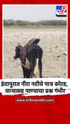 इंदापुरात नीरा नदीचे पात्र कोरड, चाऱ्यासह पाण्याचा प्रश्न गंभीर.
