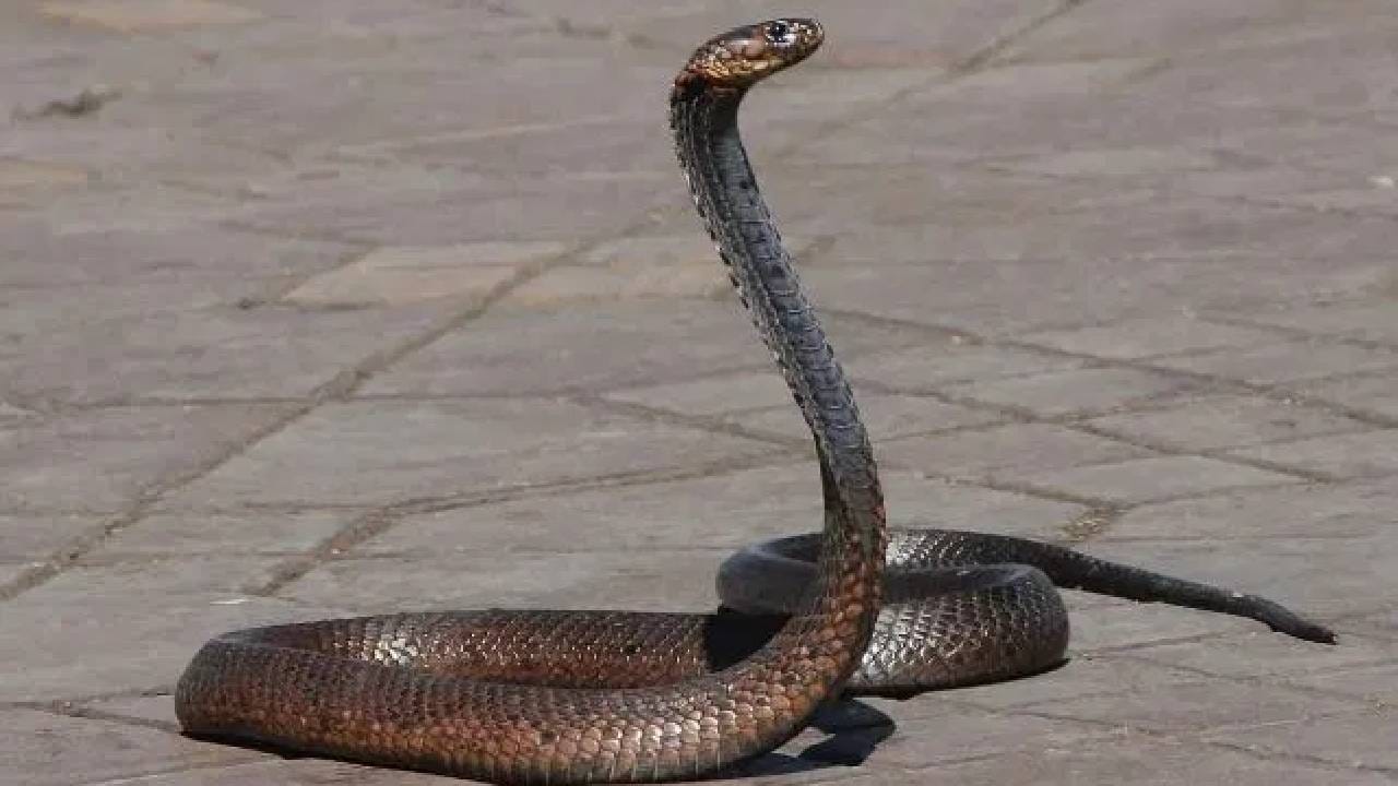 या फुलझाडाला नेहमीच सापाचा विळखा; चुकूनही लावलं तरी नाग दिसणारच; जवळ जाताना हजारदा करा विचार!