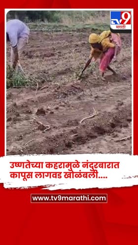 उष्णतेच्या कहरामुळे नंदुरबारात कापूस लागवड खोळंबली