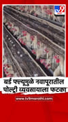 बर्ड फ्ल्यूमुळे नवापूरातील पोल्ट्री व्यवसायाला मोठा फटका.