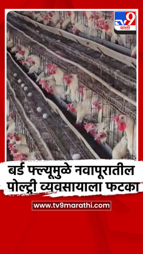 बर्ड फ्ल्यूमुळे नवापूरातील पोल्ट्री व्यवसायाला मोठा फटका