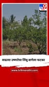 वाढत्या उष्णतेचा लिंबू बागेला फटका.