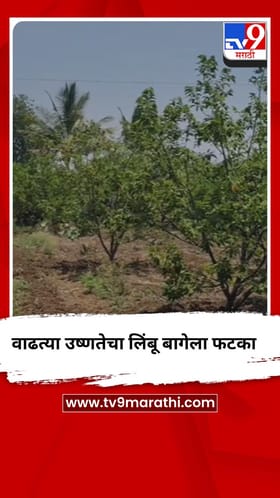 वाढत्या उष्णतेचा लिंबू बागेला फटका