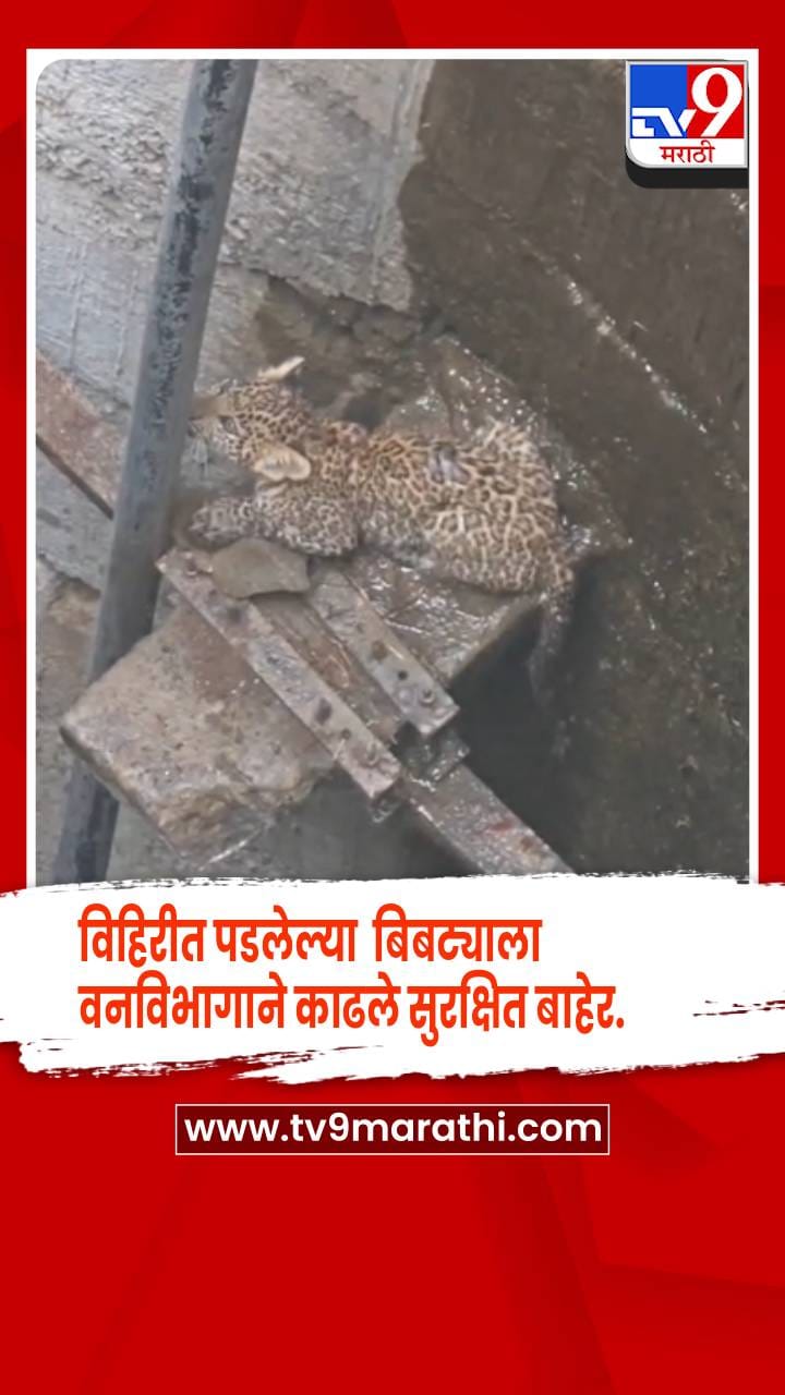 धुळे - लामकानी शिवारातील विहिरीत पडलेल्या बिबट्याला वनविभागाने काढले सुरक्षित बाहेर.