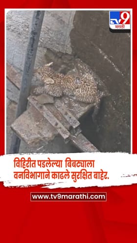 धुळे - लामकानी शिवारातील विहिरीत पडलेल्या बिबट्याला वनविभागाने काढले सुरक्षित बाहेर.