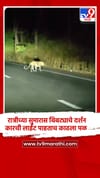 रात्रीच्या सुमारास बिबट्याचे दर्शन, कारची लाईट पाहताच काढला पळ.