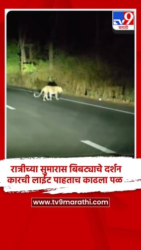 रात्रीच्या सुमारास बिबट्याचे दर्शन, कारची लाईट पाहताच काढला पळ