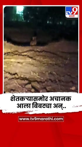 शेतीकाम करताना अचानक ट्रॅक्टरसमोर आला बिबट्या अन्..