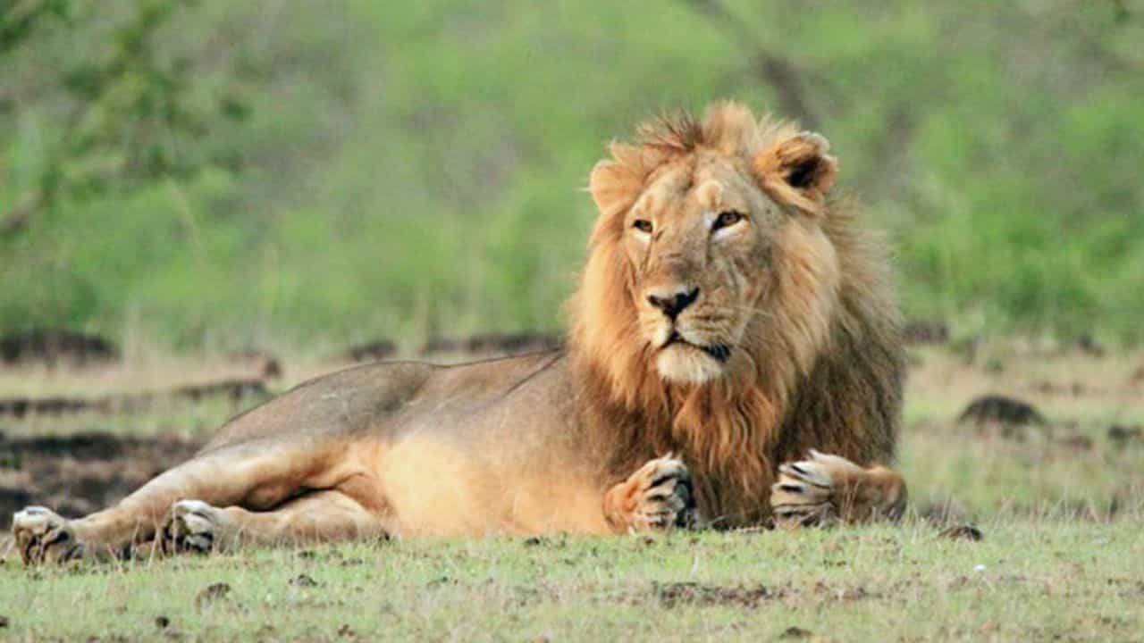 मुंबईच्या राणी बागेत गुजरातच्या सिंहांची गर्जना होणार, काय आहे नेमकी योजना ?