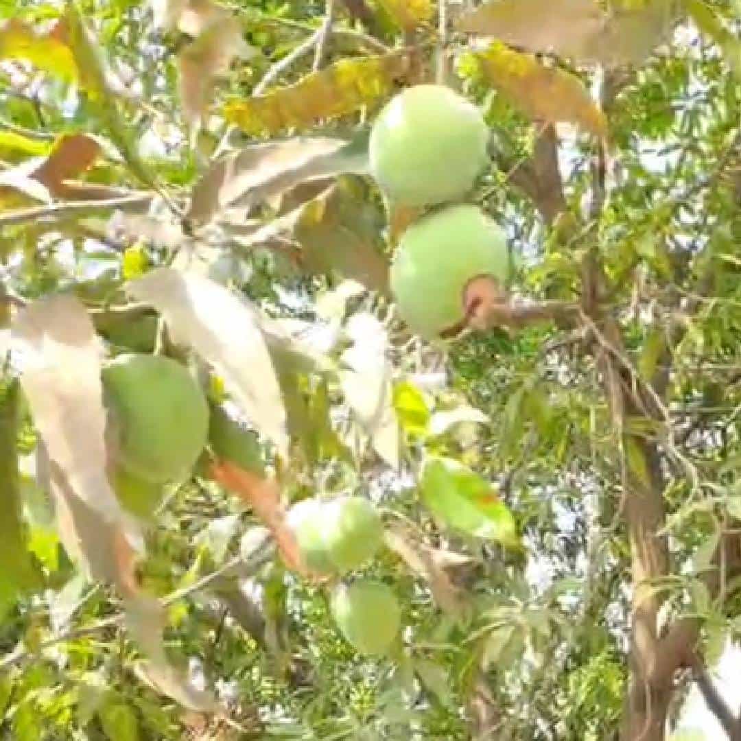 देवाची करणी नारळात पाणी.. ही प्रचलित म्हण तुम्ही ऐकलीच असेल निसर्गाचा चमत्कार जेव्हा घडतो किंवा अशक्य अशी गोष्ट निसर्गात दिसून येते, तेव्हा ही म्हण चपलख बसते. असाच काहीसा चमत्कार भिवंडी तालुक्यातील भिवंडी-वाडा रस्त्यावरील साईगाव अस्नोली या ठिकाणी दिसून आला.