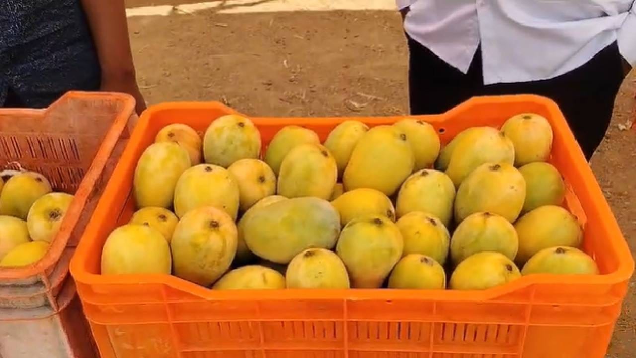 सध्या आंब्याचा सीजन आहे. त्यामुळे बाजारात हापूसपासून पायरी ते गावठी आंब्यांपर्यंत विविध जातीचे आंबे बाजारात विक्रीसाठी आले आहेत. लोकही मोठ्या उत्साहाने आंब्यांवर ताव मारताना दिसत आहेत. पाहुणे आल्यानंतर आंबरस करण्यावर अनेकांचा भर आहे. शहर असो वा गाव प्रत्येक घरात आंबेच आंबे दिसत आहेत. त्यामुळे घराजवळून जाताना आंब्याचा सुंगध आल्याशिवाय राहत नाही. 