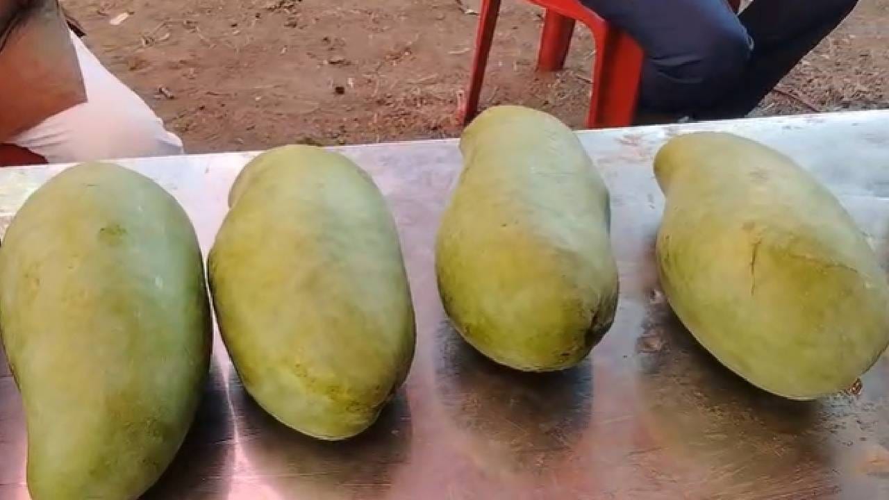 2 किलो वजनाच्या हनुमान आंब्याची विशेष चर्चा आटपाडी तालुक्यात रंगली आहे. त्याचबरोबर केशर, देवगड, हापूस आणि विविध जातीचे आंबे विक्रीसाठी आंबा महोत्सवमध्ये दाखल झाले आहेत. मात्र, यापेक्षा हा दोन किलो वजनाचा हनुमान आंबा पाहण्याकडेच नागरिकांचा अधिक भर दिसत आहे. हा आंबा पाहण्यासाठी प्रदर्शनात मोठी गर्दी झाली आहे. अनेकांना त्याचं अप्रूपही वाटत आहे. 
