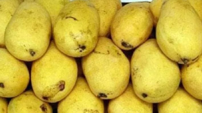 दरम्यान, आता अहिल्यानगरच्या पाथर्डी शहरात केमिकलयुक्त आंबा विक्री होत असल्याचा दावा केला जातोय. या दाव्यानंतर पंचायत समिती आणि आरोग्य विभागाने संयुक्त तपासणी मोहीम राबवली.