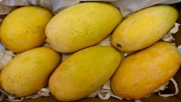 कॅल्शियम कार्बाईटसारख्या रसायनांचा वापर करून आंबे पिकवले जात असल्याचा संशय आल्याने विविध विक्रेत्यांकडून आंब्यांचे नमुने ताब्यात घेण्यात आले आहेत. हे नमुने पुढील तपासणीसाठी पुण्यातील प्रयोगशाळेत पाठविण्यात येणार आहेत.