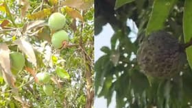 आंब्याच्या झाडाला लागलं सीताफळ; पाहून तुम्हीही व्हाल थक्क!.
