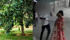 बॉल आणायला गेला, झाडाला आंबे पाहून तोंडाला पाणी सुटलं, तोडून घरी....
