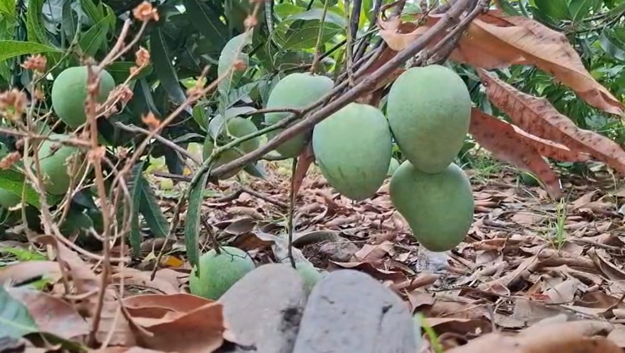 जोगदंड यांची जमीन डोंगराळ भागात असल्याने तिथे पारंपारिक पिके घेणे अत्यंत जिकिरीचे होते. यावर उपाय म्हणून १० वर्षांपूर्वी त्यांनी अंबाजोगाई कृषी विभागाच्या फळबाग लागवड योजनेत सहभाग घेतला.