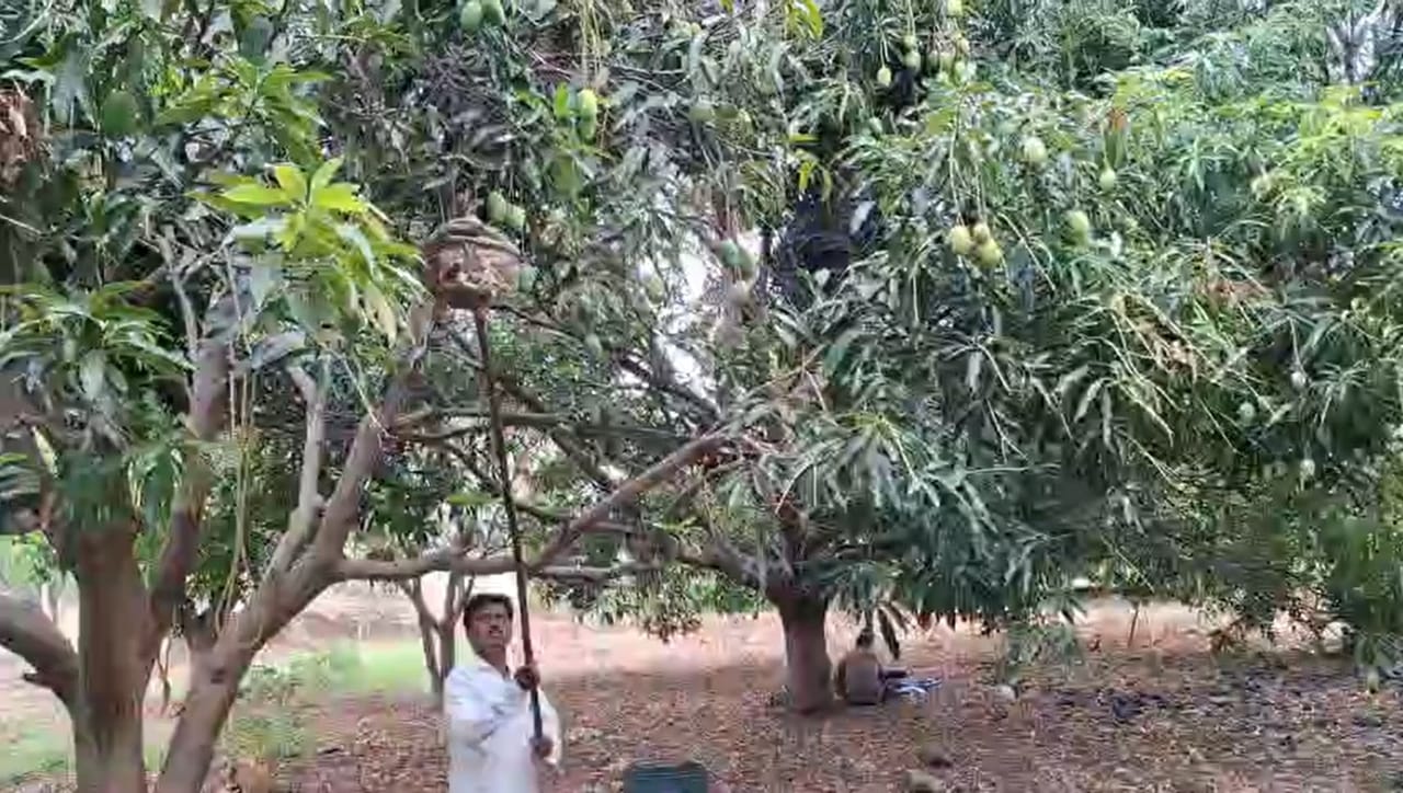 गेल्या पाच वर्षांत त्यांनी ५ लाखांचे उत्पन्न घेतले आहे. यंदा आंब्याची सेटिंग उत्तम असल्याने दीड लाखांचा आकडा पार होईल, असा विश्वास त्यांनी व्यक्त केला आहे.