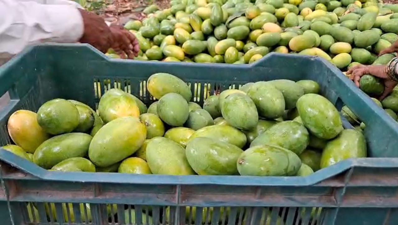 सुरुवातीची पाच वर्षे काहीच उत्पन्न मिळाले नाही, पण झाडे मोठी झाल्यावर आता दरवर्षी १ ते दीड लाख रुपयांची विक्री होते. या पिकाला जास्त मशागत किंवा महागड्या फवारणीची गरज लागत नाही, फक्त वेळेवर पाणी दिले तरी शाश्वत उत्पादन मिळते," असे लक्ष्मण जोगदंड सांगतात.