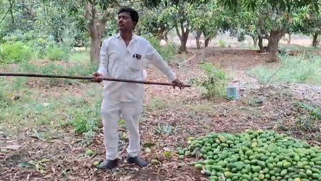 विशेष म्हणजे, ते कोणत्याही रासायनिक फवारणीशिवाय पूर्णतः सेंद्रिय (Organic) पद्धतीने उत्पादन घेतात. नैसर्गिक चव आणि सेंद्रिय शेतीमुळे, स्वतः बाजारात जाऊन थेट विक्री करताना त्यांना इतरांपेक्षा अधिक बाजारभाव मिळतो.