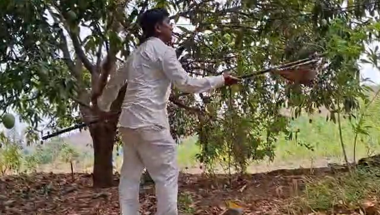 त्यांनी एका एकरात आंब्याची ५० रोपे लावली होती, त्यापैकी ४० झाडे आज फळांनी बहरुन उभी आहेत. या बागेला पाणी मिळावे यासाठी त्यांनी नरेगा (MGNREGA) योजनेतून विहीर खोदली, जी आज त्यांच्या शेतीसाठी मुख्य आधार ठरली आहे.