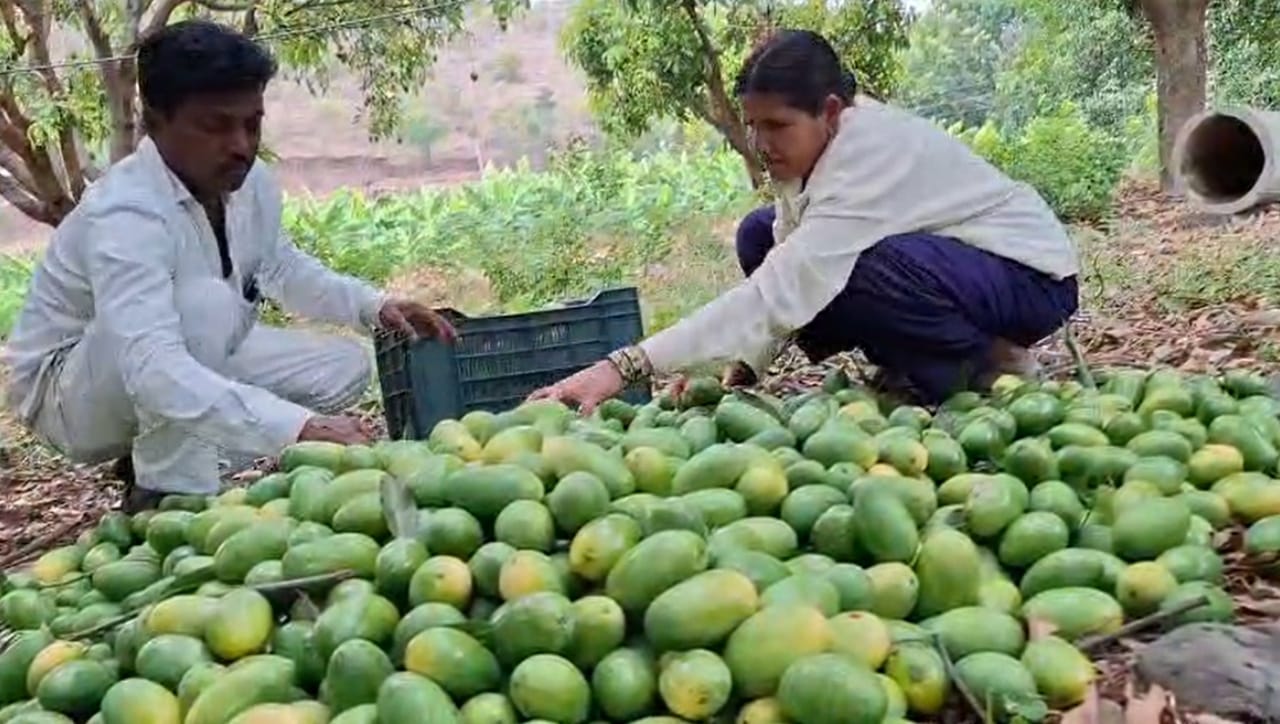 डोंगरदऱ्यात असलेल्या आपल्या ८ एकर जमिनीपैकी केवळ एका एकरात त्यांनी आंब्याची फळबाग फुलवली असून त्यातून ते वर्षाकाठी सुमारे दीड लाख रुपयांचे उत्पन्न घेत आहेत.