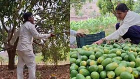 10 वर्षे घाम गाळला, डोंगरालाही पाझर फुटला; आता होतेय लाखोंची कमाई.