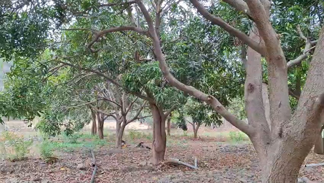 अंबाजोगाई तालुका दुष्काळी पट्ट्यात येत असला, तरी जिद्द आणि सरकारी योजनांच्या जोरावर शेतीचे नंदनवन कसे फुलवता येते, हे पठाण मांडवा येथील शेतकरी लक्ष्मण जोगदंड यांनी सिद्ध करून दाखवले आहे.