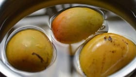 आंबे खाण्यापूर्वी पाण्यात ठेवणे का महत्त्वाचे? जाणून घ्या फायदे.
