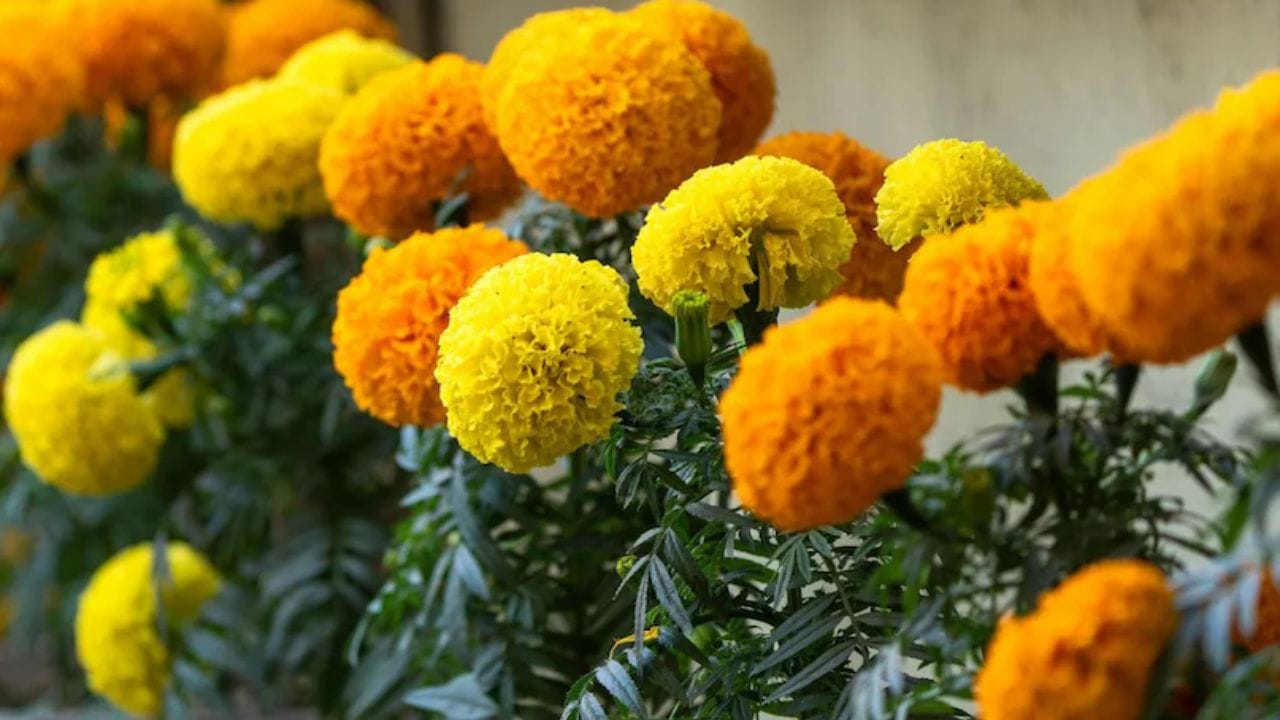 झेंडू ( marigold flower ) - झेंडूंची फुले घराची शोभा वाढवतात आणि मच्छरांना पळवण्यासाठी देखील मदत करतात.या झाडांचा आणि फुलांचा तीव्र सुंगध डासांना पळवून लावतो. 