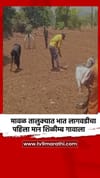 मावळ तालुक्यात भात लागवडीचा पहिला मान शिळीम्ब गावाला.