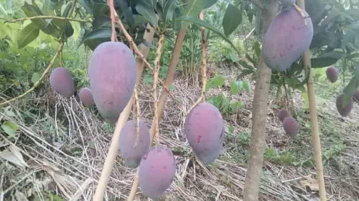 उन्हाळ्याचे दिवस आले की आंब्यांचे सिझन सुरू होते. गरमीच्या काळात लोक आवडीने आंबे खातात. देवगडचा हापुस आंबा तर सगळीकडेच प्रसिद्ध आहे. हा आंबा चवीला खूपच छान लागतो. परंतु एक असा आंबा आहे, ज्याची किंमत लाखो रुपये आहे.
