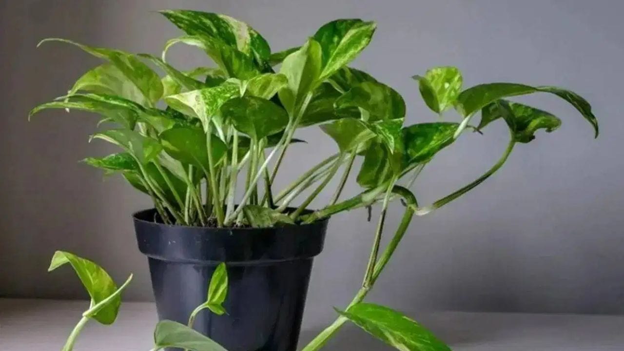 Feng Shui : अचानक सुखलेला मनी प्लांट काय संकेत देतो? घरात घडू शकतात या घटना Feng Shui : अचानक सुखलेला मनी प्लांट काय संकेत देतो? घरात घडू शकतात या घटना