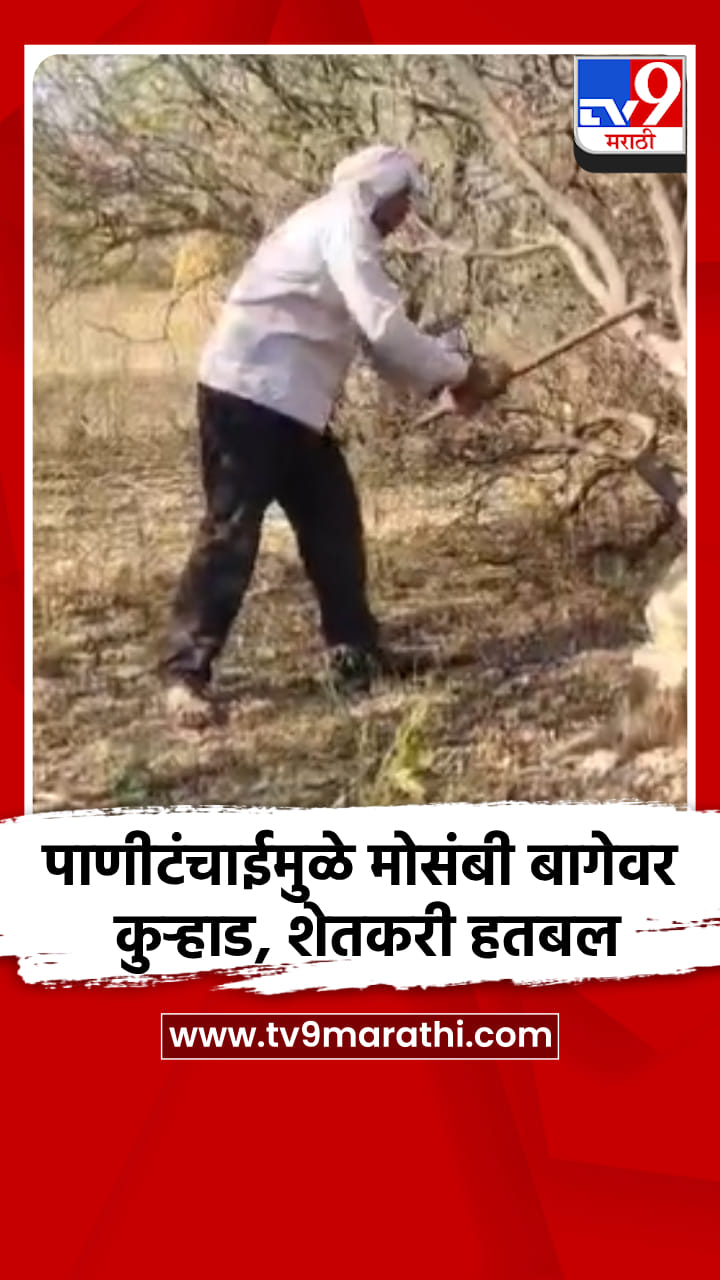 पाणीटंचाईमुळे मोसंबी बागेवर कुऱ्हाड, शेतकरी हतबल