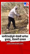 पाणीटंचाईमुळे मोसंबी बागेवर कुऱ्हाड, शेतकरी हतबल.